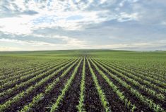 The senior vice-president of the Royal Bank says Canada should commit to producing 25 per cent more food in this decade with fewer emissions.