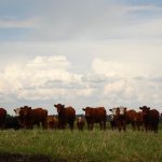 (Photo courtesy Canada Beef Inc.)