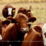 Measuring digestible protein is important when judging the environmental impact of food systems.