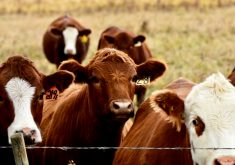 Measuring digestible protein is important when judging the environmental impact of food systems.