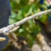 White mould has become a near-perennial issue in Eastern Ontario with sporadic pockets elsewhere in the province.