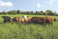 Opinion: Persistent chemicals can be managed in livestock