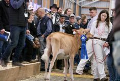 This Guernsey calf, already a show winner at a recent show in New York state, was one of the first animals auctioned at the Calves for a Cause charity auction held April 5 during the Canadian Dairy Xpo.