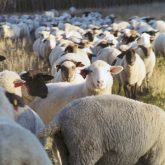 Some affected livestock groups are already making moves in anticipation of the new rules.