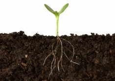 Understanding how plants survive without nitrogen