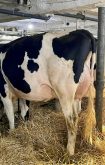 Two-year-old Ronbeth Jaboby Nell scored VG 85 in her latest classification, making her one of two cows from the 17th consecutive generation from that family to score in the top two classification categories nationally.