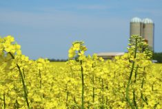Canola is not yet grown in Ontario on a widespread basis, but that could change as the interest in the crop increases for biofuel use.