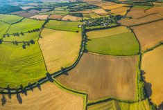 Hedgerows enjoy potential new growth in Ontario