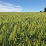 File photo of wheat south of Ethelton, Sask. on Aug. 1, 2022. (Dave Bedard photo)
