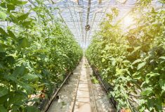 Since 2019, Ontario’s greenhouse vegetable growers have been dealing with tomato brown rugose fruit virus, which makes tomatoes unmarketable.