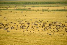 Poultry producers are advised against trying to scare wild bird flocks away from commercial operations because they may bring back infected material.