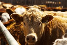 Photo: Canada Beef Inc.