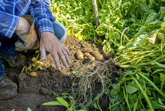 Vive’s first Canadian product registration, AZteroid FC 3.3 fungicide, is for in-furrow use on potatoes against black scurf, silver scurf, and rhizoctonia disease.