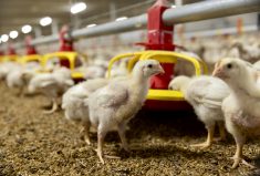 The new Ontario Poultry Research Centre will begin construction next year.