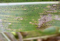 University of Illinois’s Tiffany Jamann has identified two exotic sources of resistance from Cuba and Brazil.