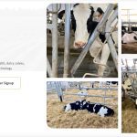 DairyPlus is a new digital resource for dairy farmers.