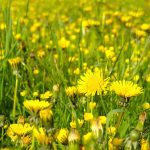 dandelions