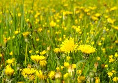 dandelions