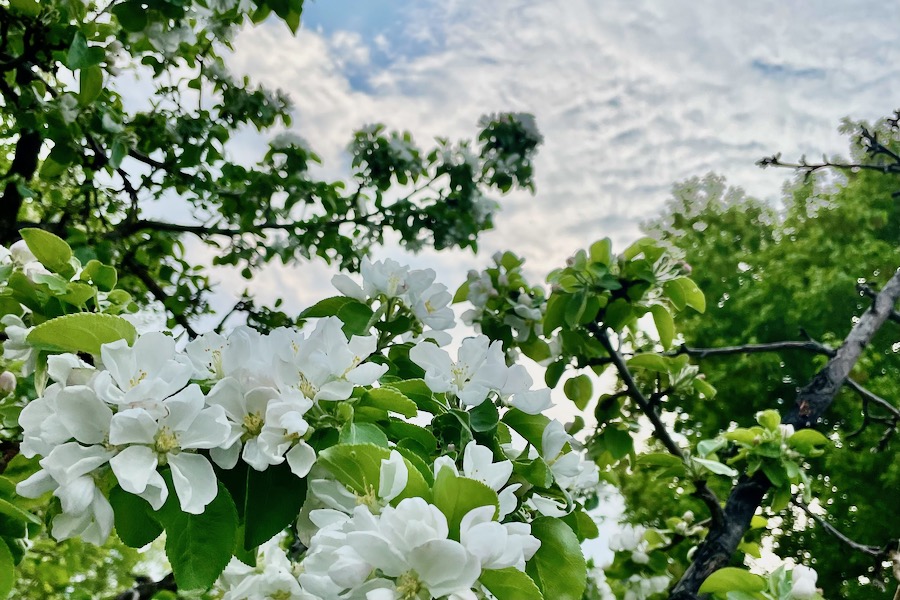 Apple blooms under cloudy skies in Winnipeg on May 24, 2023. (Dave Bedard photo)
