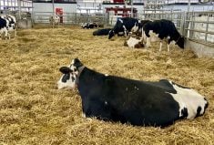 Researchers want to know how technology, such as artificial intelligence, can help improve animal care.