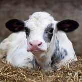 A genetic defect has recently been discovered as a cause of calf recumbency.