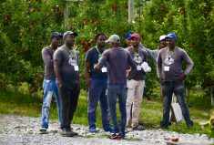 Seasonal Agriculture Workers from Jamaica at Suncrest Orchards near Simcoe, Ont.