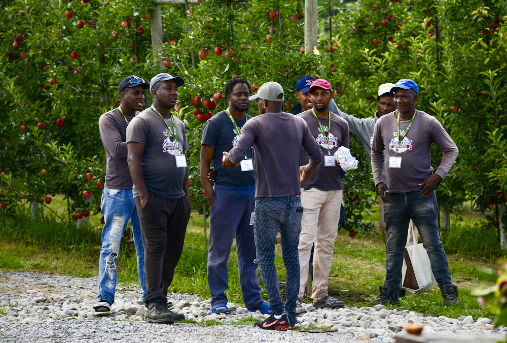 Seasonal Agriculture Workers from Jamaica at Suncrest Orchards near Simcoe, Ont.