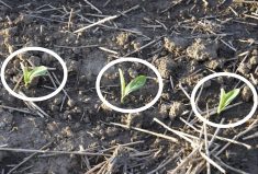 The importance of even emergence and uniform stands in corn cannot be underestimated.
