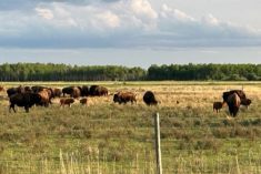 Bison on pasture near Teulon, Man. on May 30, 2023. (MarketsFarm photo by Glen Hallick)