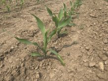Figure 1. Early planted corn is at the 5-6 leaf stage and nearing the end of the critical weed-free period.