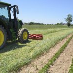 A view of the roller-crimped rye crop.