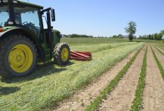 A view of the roller-crimped rye crop.