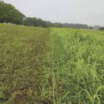 When Tom Aiken first started his operation, he split the acres into smaller paddocks and moved cows once a day – or once every two weeks in haying season.