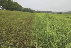 When Tom Aiken first started his operation, he split the acres into smaller paddocks and moved cows once a day – or once every two weeks in haying season.