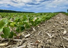 The Alinova variety is Canada’s first non-GM high-oleic soybean variety. Sevita developed Alinova to help growers in Ontario and Quebec meet the high demand for such a variety from food processors.