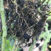 Soybean cyst nematode is the biggest yield robber in soybeans.