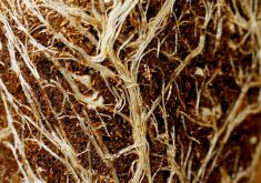 Images of root chemicals offer new insights on plant growth