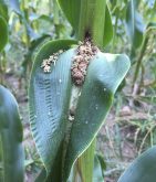 Bt-resistant European corn borer on a corn plant in Nova Scotia in 2018.