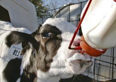 Studies show that the way bull calves are raised contributes to nasty behaviour as they mature.
