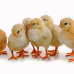 Huron farm reports missing chicks for second time
