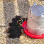 Ducklings on display at the Red River Ex in Winnipeg on June 20, 2023 stuck to the shady side of the waterer as daytime temperatures maxed out at nearly 36 C. (Dave Bedard photo)