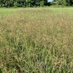 Bluegrass (Poa spp.) in a stand of winter wheat.