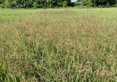 Bluegrass (Poa spp.) in a stand of winter wheat.