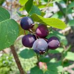Ripened saskatoon berries in Winnipeg on June 26, 2023. (Dave Bedard photo)