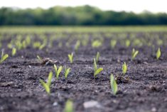 Early planting could result in above-average corn yields in North America