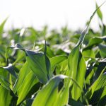 PowerCore Enlist corn available in 2024