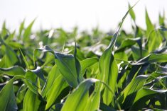 PowerCore Enlist corn available in 2024 