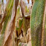 Tar spot injury on corn.