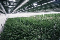 (CanopyGrowth.com)