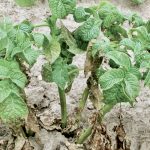 Potatoes with PVY infected leaf drop, where plants are stunted and lower leaves die and cling to the stem.